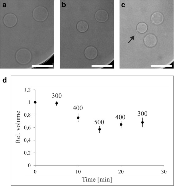 GPMVs in variable physiological conditions: could they be used for therapy delivery?