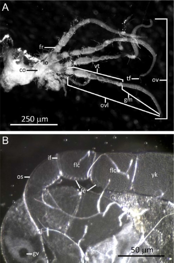 The Reproductive Morphology and Physiological Age Grading of the Female Salvinia Weevil, <i>Cyrtobagous salviniae</i> Calder and Sands.