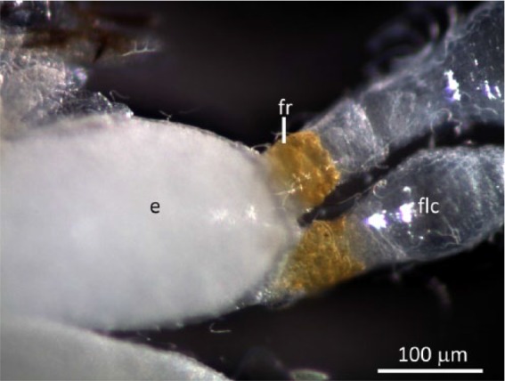 The Reproductive Morphology and Physiological Age Grading of the Female Salvinia Weevil, <i>Cyrtobagous salviniae</i> Calder and Sands.