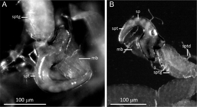 The Reproductive Morphology and Physiological Age Grading of the Female Salvinia Weevil, <i>Cyrtobagous salviniae</i> Calder and Sands.