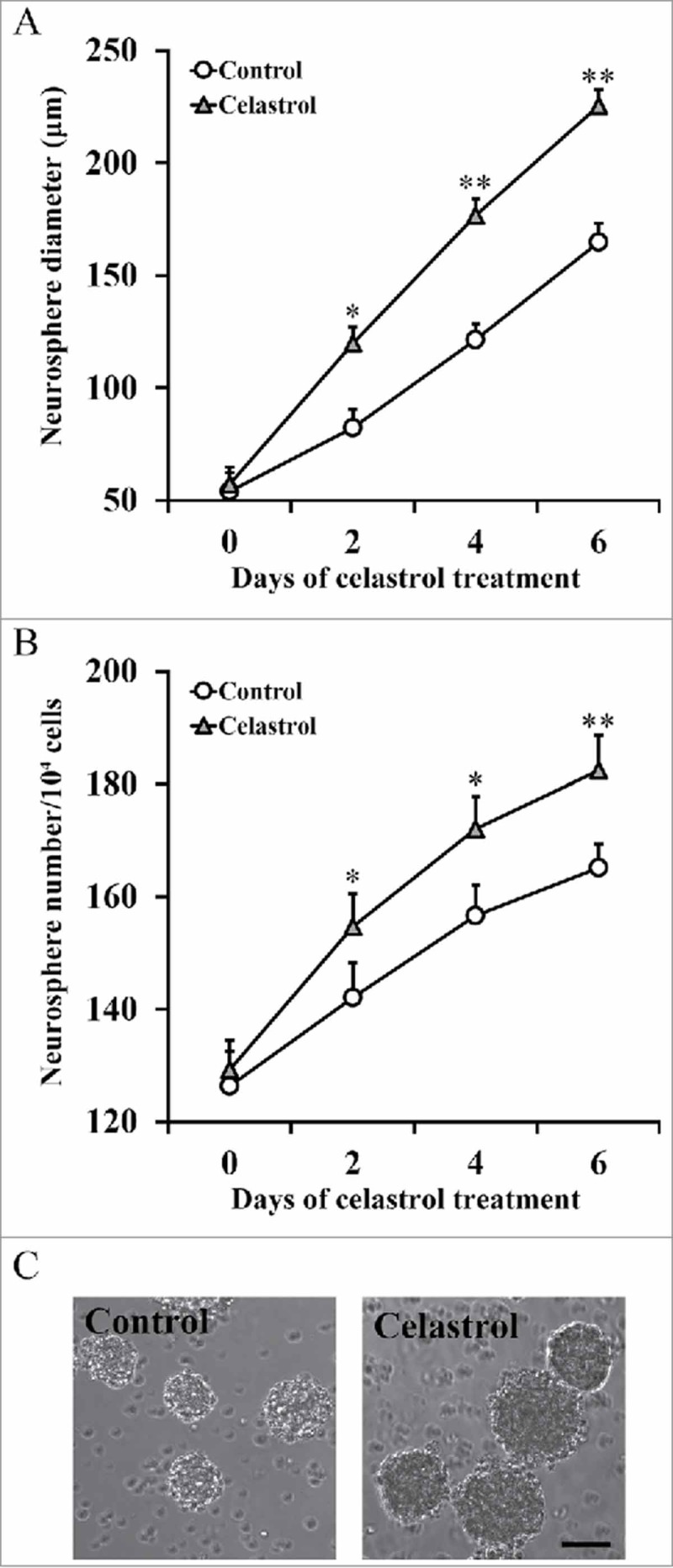 Celastrol enhances Atoh1 expression in inner ear stem cells and promotes their differentiation into functional auditory neuronal-like cells.