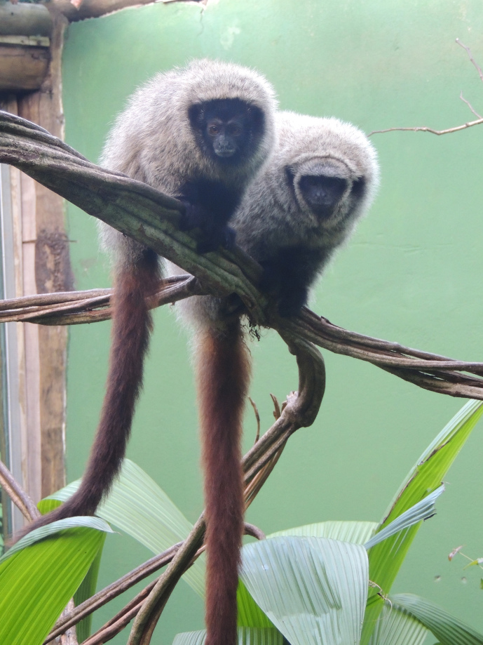 Self-anointing behaviour in captive titi monkeys (<i>Callicebus</i> spp.).