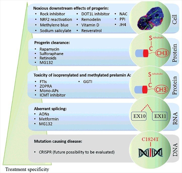 An overview of treatment strategies for Hutchinson-Gilford Progeria syndrome.