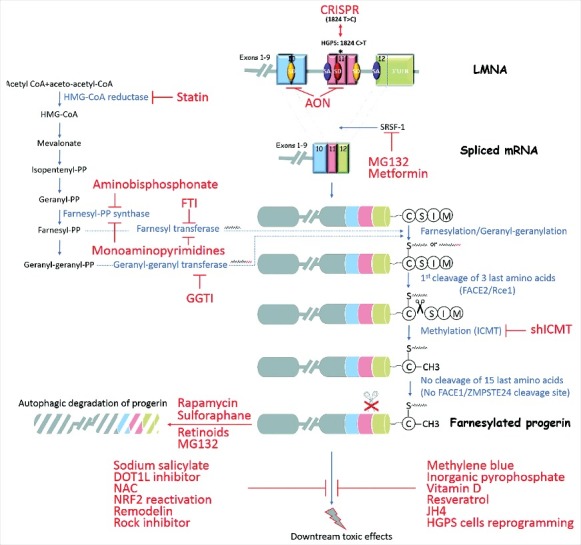 An overview of treatment strategies for Hutchinson-Gilford Progeria syndrome.