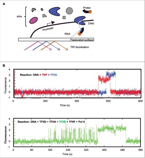 Measuring dynamics of eukaryotic transcription initiation: Challenges, insights and opportunities.