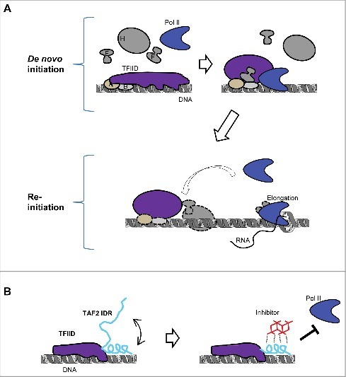 Measuring dynamics of eukaryotic transcription initiation: Challenges, insights and opportunities.