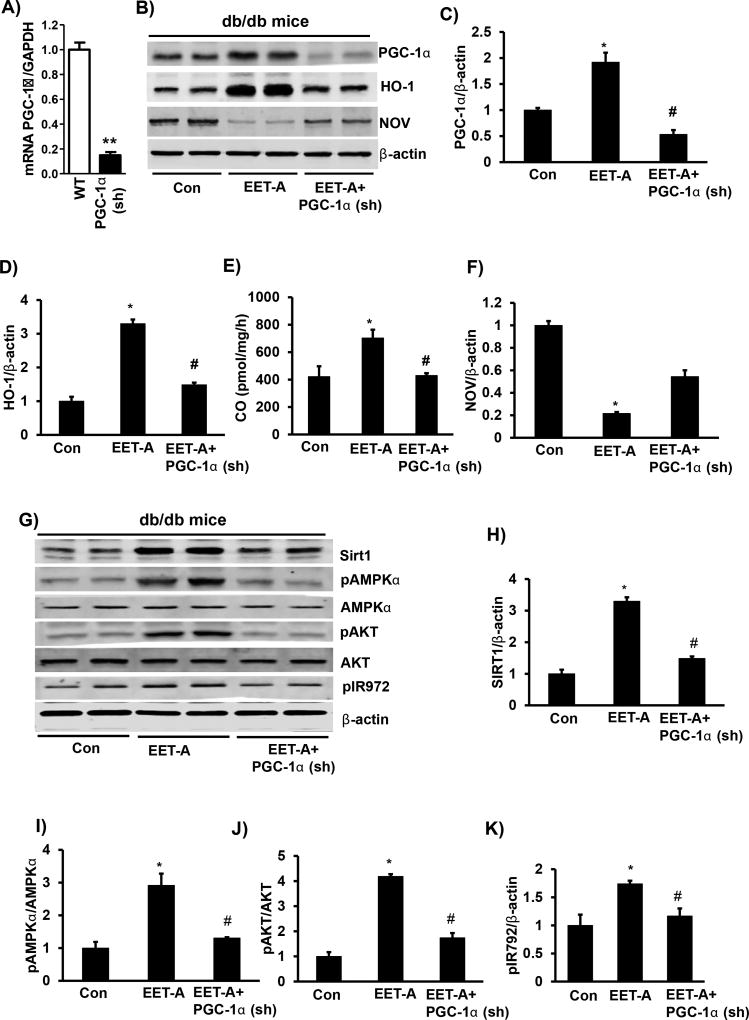 CYP-450 Epoxygenase Derived Epoxyeicosatrienoic Acid Contribute To Reversal of Heart Failure in Obesity-Induced Diabetic Cardiomyopathy <i>via</i> PGC-1 <i>α</i> Activation.