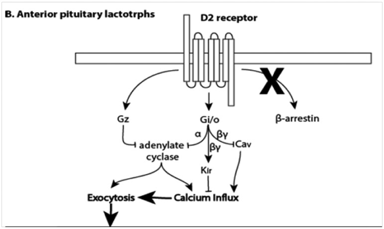 Review of serum prolactin levels as an antipsychotic-response biomarker.