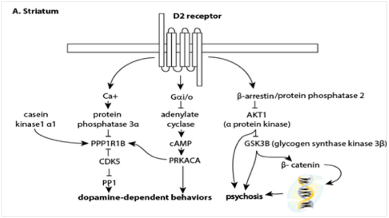 Review of serum prolactin levels as an antipsychotic-response biomarker.