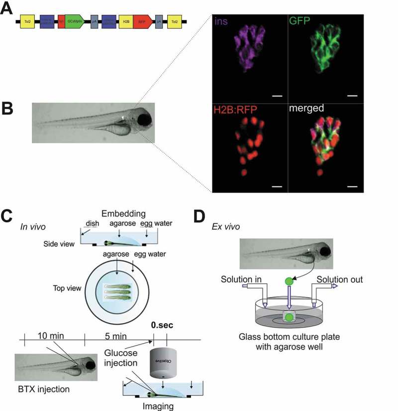 In vivo monitoring of intracellular Ca<sup>2+</sup> dynamics in the pancreatic β-cells of zebrafish embryos.