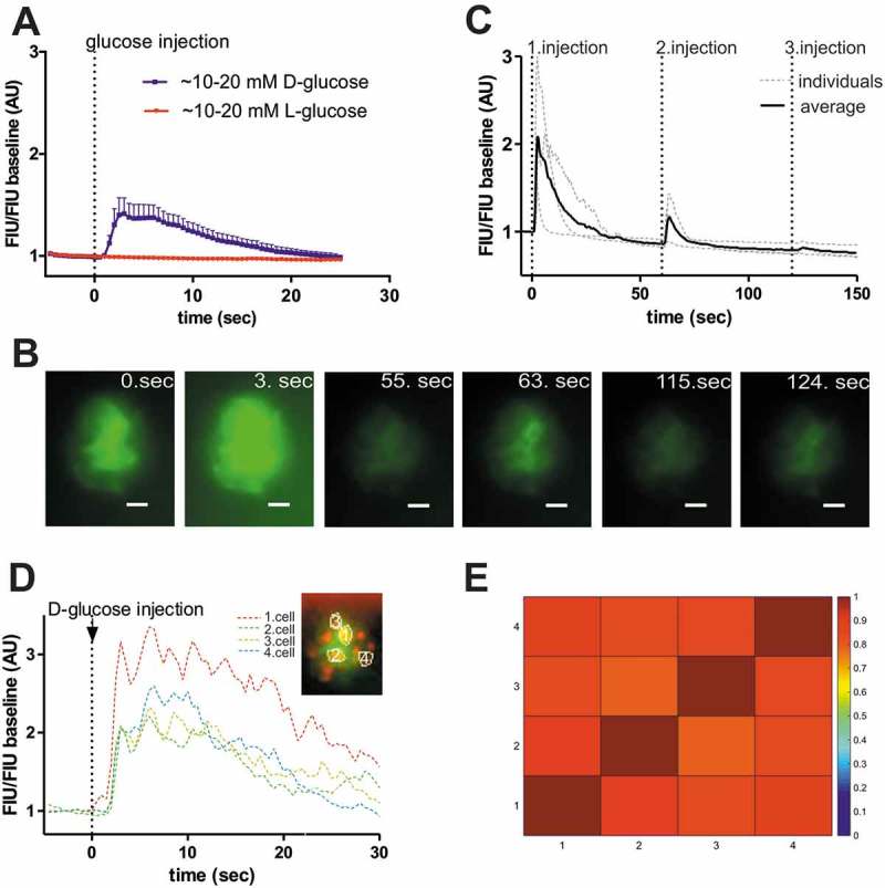 In vivo monitoring of intracellular Ca<sup>2+</sup> dynamics in the pancreatic β-cells of zebrafish embryos.