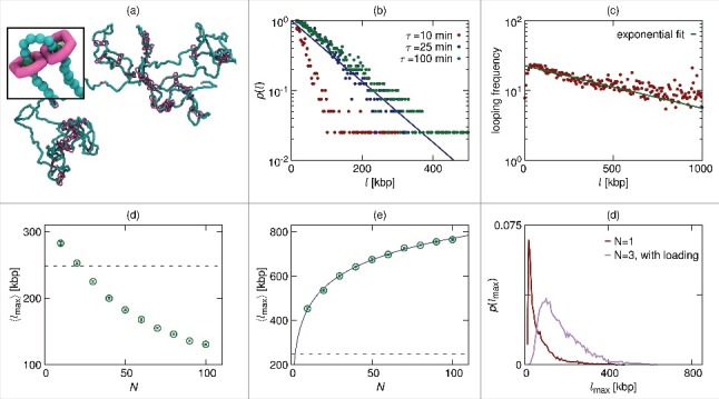 Extrusion without a motor: a new take on the loop extrusion model of genome organization.