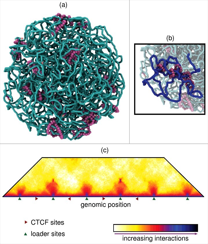 Extrusion without a motor: a new take on the loop extrusion model of genome organization.