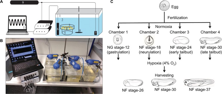 A multichannel computer-driven system to raise aquatic embryos under selectable hypoxic conditions.