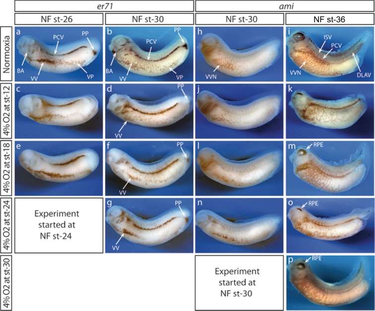 A multichannel computer-driven system to raise aquatic embryos under selectable hypoxic conditions.