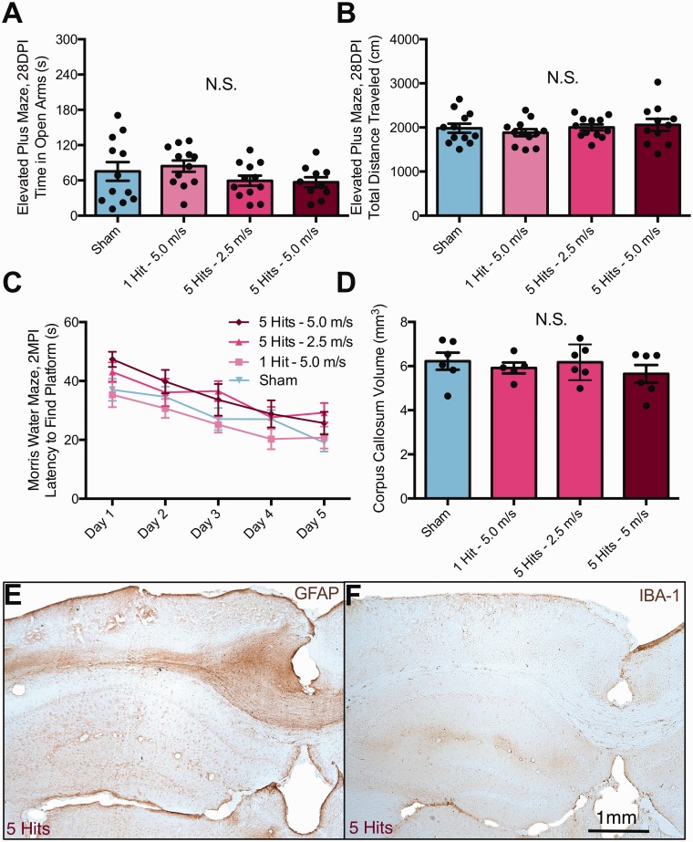 Repeated Mild Closed Head Injuries Induce Long-Term White Matter Pathology and Neuronal Loss That Are Correlated With Behavioral Deficits.