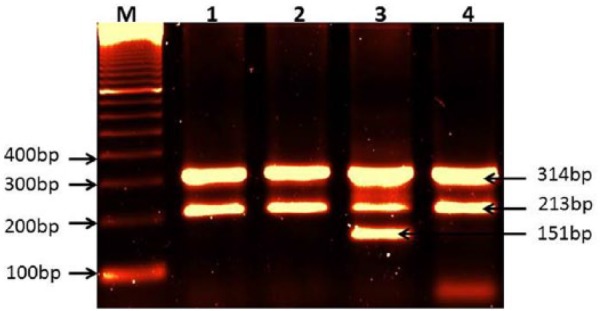 The Protein Tyrosine Phosphatase Nonreceptor 22 (<i>PTPN22</i>) R620W Functional Polymorphism in Psoriasis.