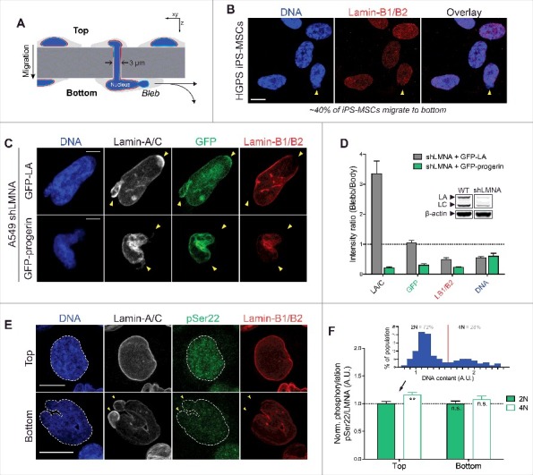 Progerin phosphorylation in interphase is lower and less mechanosensitive than lamin-A,C in iPS-derived mesenchymal stem cells.