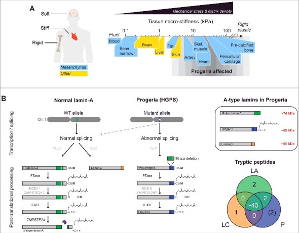 Progerin phosphorylation in interphase is lower and less mechanosensitive than lamin-A,C in iPS-derived mesenchymal stem cells.