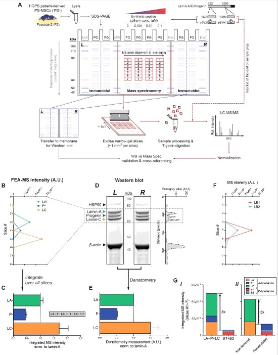 Progerin phosphorylation in interphase is lower and less mechanosensitive than lamin-A,C in iPS-derived mesenchymal stem cells.