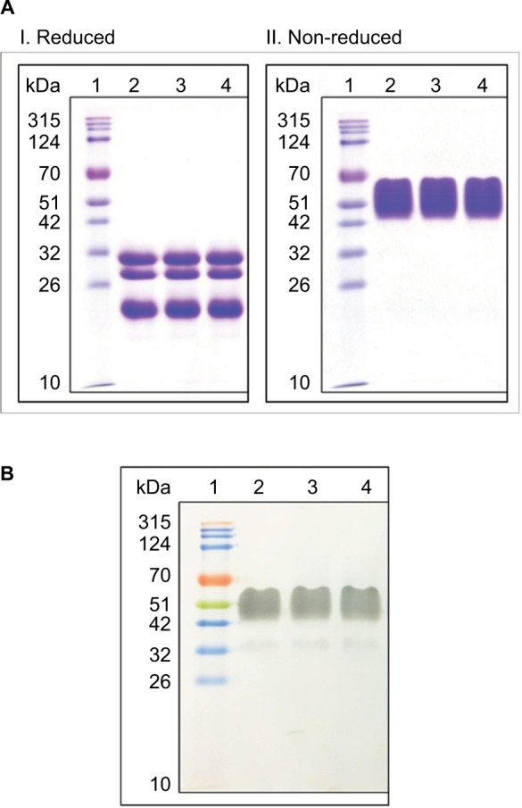 Analytical characterization of recombinant hCG and comparative studies with reference product.