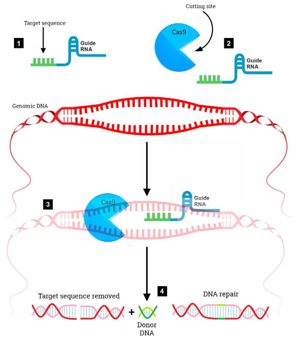 The Potential of CRISPR/Cas9 Gene Editing as a Treatment Strategy for Alzheimer's Disease.