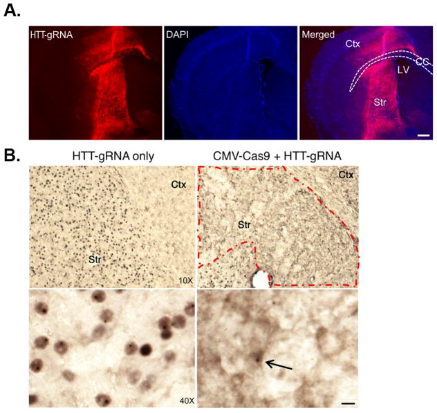 The Potential of CRISPR/Cas9 Gene Editing as a Treatment Strategy for Alzheimer's Disease.