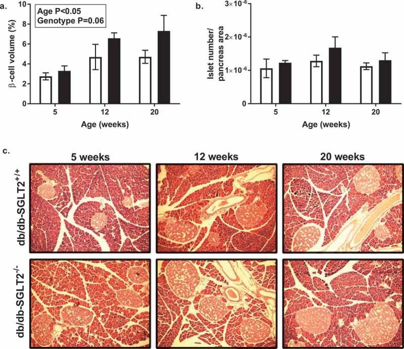 SGLT2 knockout prevents hyperglycemia and is associated with reduced pancreatic β-cell death in genetically obese mice.