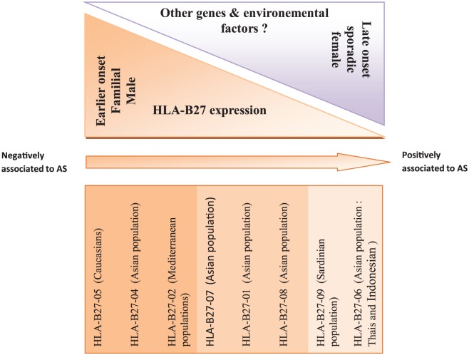 Does HLA-B27 Status Influence Ankylosing Spondylitis Phenotype?