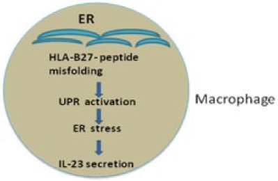 Does HLA-B27 Status Influence Ankylosing Spondylitis Phenotype?