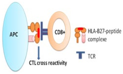 Does HLA-B27 Status Influence Ankylosing Spondylitis Phenotype?