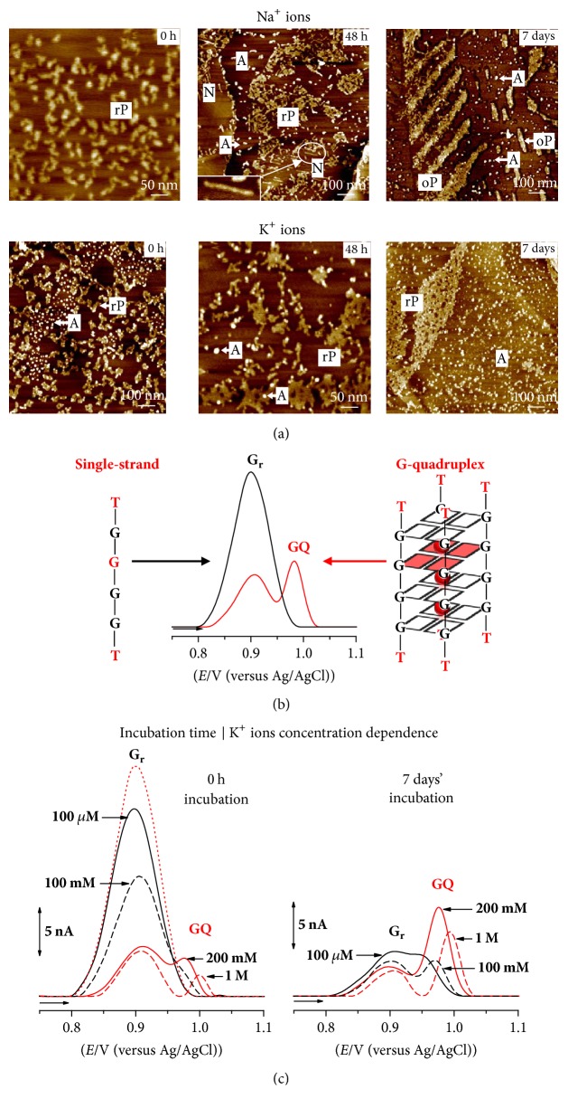 Electrochemical and AFM Characterization of G-Quadruplex Electrochemical Biosensors and Applications.