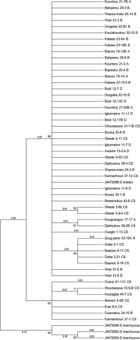 Molecular diversity of <i>Scutellonema bradys</i> populations from Benin, based on ITS1 rDNA and COI mtDNA.