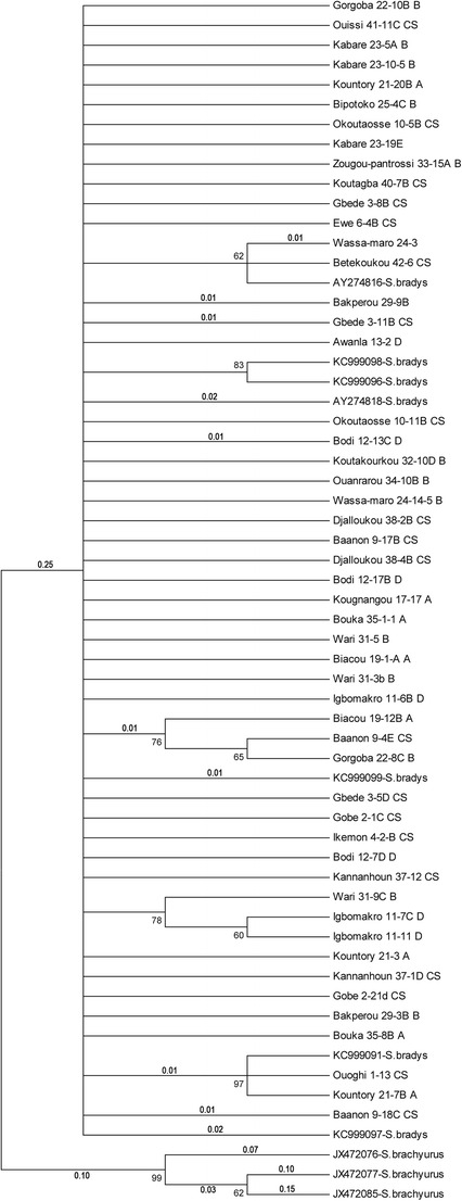 Molecular diversity of <i>Scutellonema bradys</i> populations from Benin, based on ITS1 rDNA and COI mtDNA.