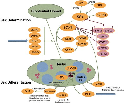 A novel, homozygous mutation in <i>desert hedgehog</i> (<i>DHH</i>) in a 46, XY patient with dysgenetic testes presenting with primary amenorrhoea: a case report.