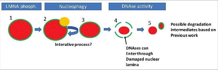 Uncovering mechanisms of nuclear degradation in keratinocytes: A paradigm for nuclear degradation in other tissues.