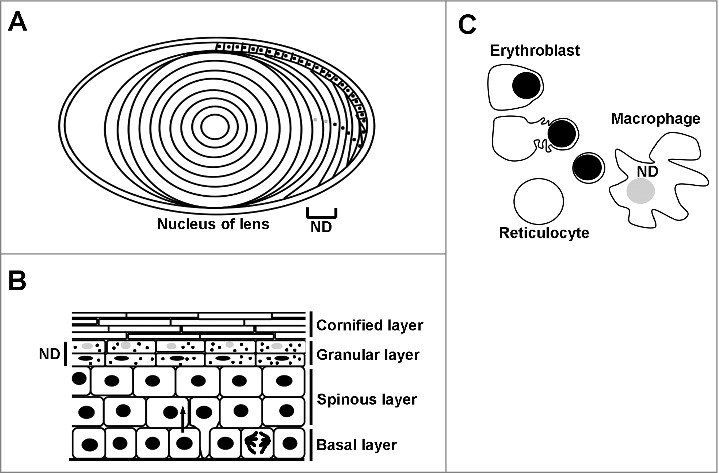 Uncovering mechanisms of nuclear degradation in keratinocytes: A paradigm for nuclear degradation in other tissues.