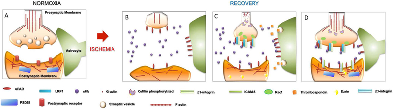 Urokinase-type Plasminogen Activator Induces Neurorepair in the Ischemic Brain.