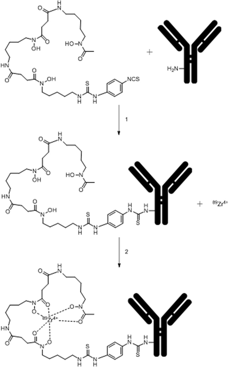 Application of Immuno-PET in Antibody-Drug Conjugate Development.