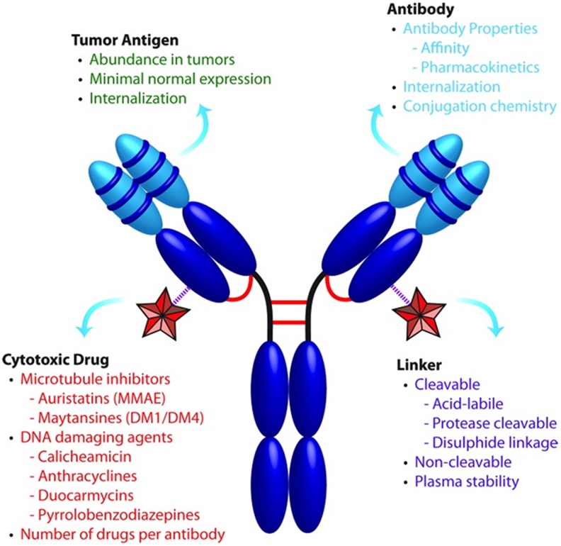 Application of Immuno-PET in Antibody-Drug Conjugate Development.