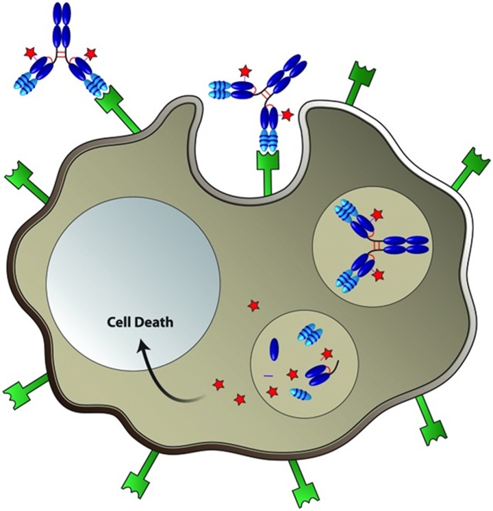 Application of Immuno-PET in Antibody-Drug Conjugate Development.