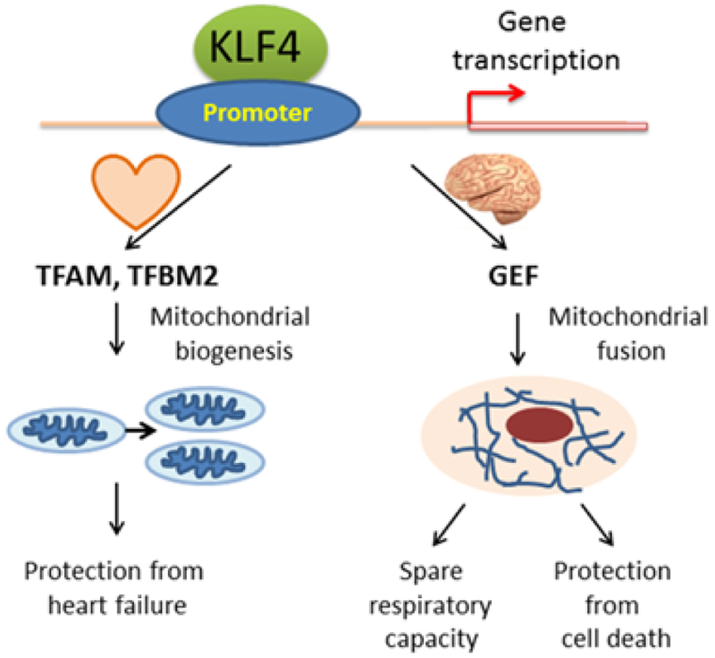 Kruppel-Like Factor 4 (KLF4) and its Regulation on Mitochondrial Homeostasis.