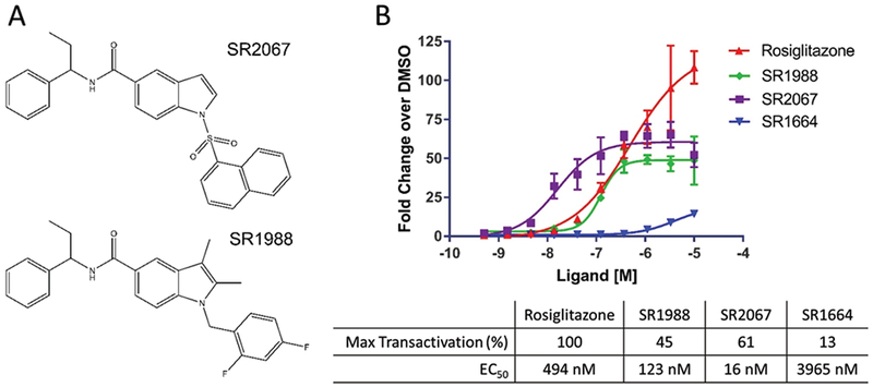 Structural and Dynamic Elucidation of a Non-acid PPAR<i>γ</i> Partial Agonist: SR1988.