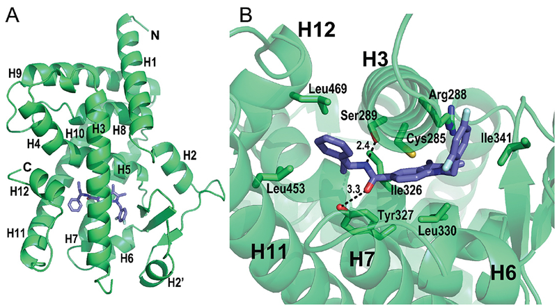 Structural and Dynamic Elucidation of a Non-acid PPAR<i>γ</i> Partial Agonist: SR1988.