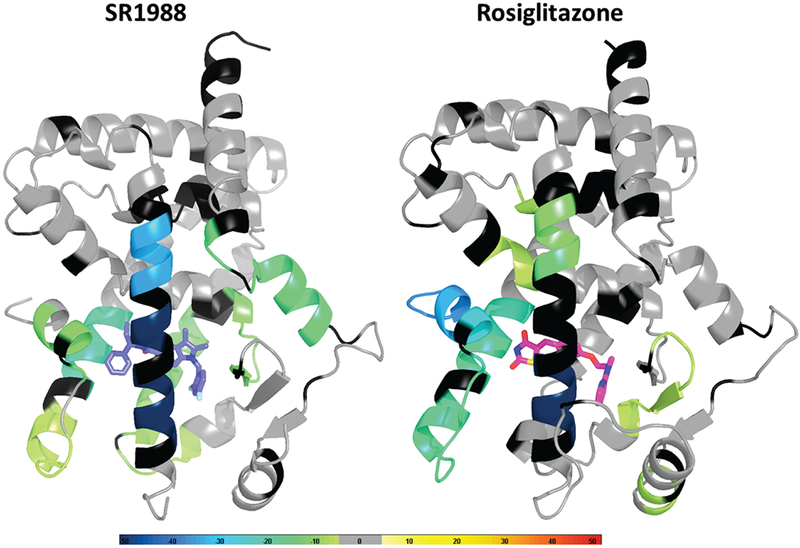 Structural and Dynamic Elucidation of a Non-acid PPAR<i>γ</i> Partial Agonist: SR1988.