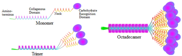 The Emerging Roles of Surfactant Protein-A in Asthma.