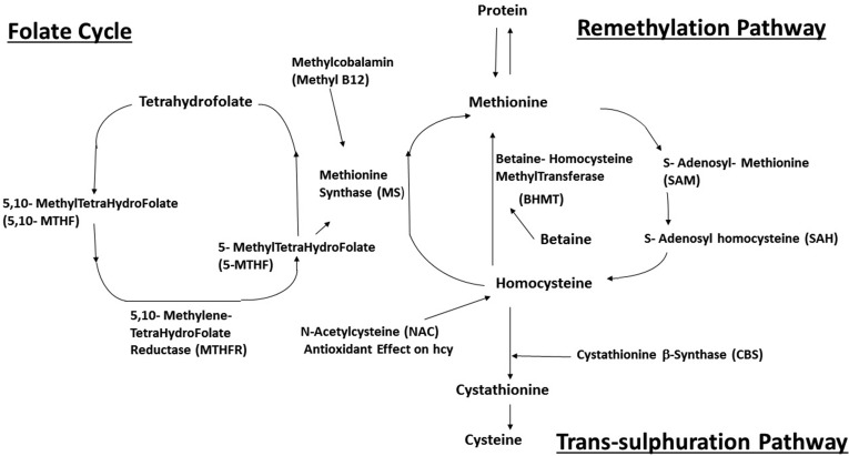 Therapeutic Cocktail Approach for Treatment of Hyperhomocysteinemia in Alzheimer's Disease.