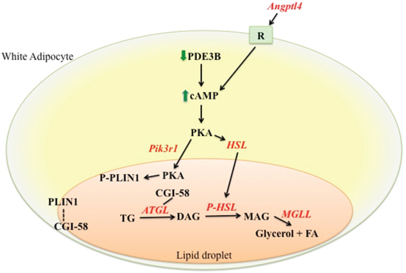 Glucocorticoid Receptor and Adipocyte Biology.