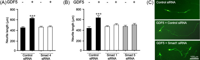 Inhibition of <i>miR-181a</i> promotes midbrain neuronal growth through a Smad1/5-dependent mechanism: implications for Parkinson's disease.