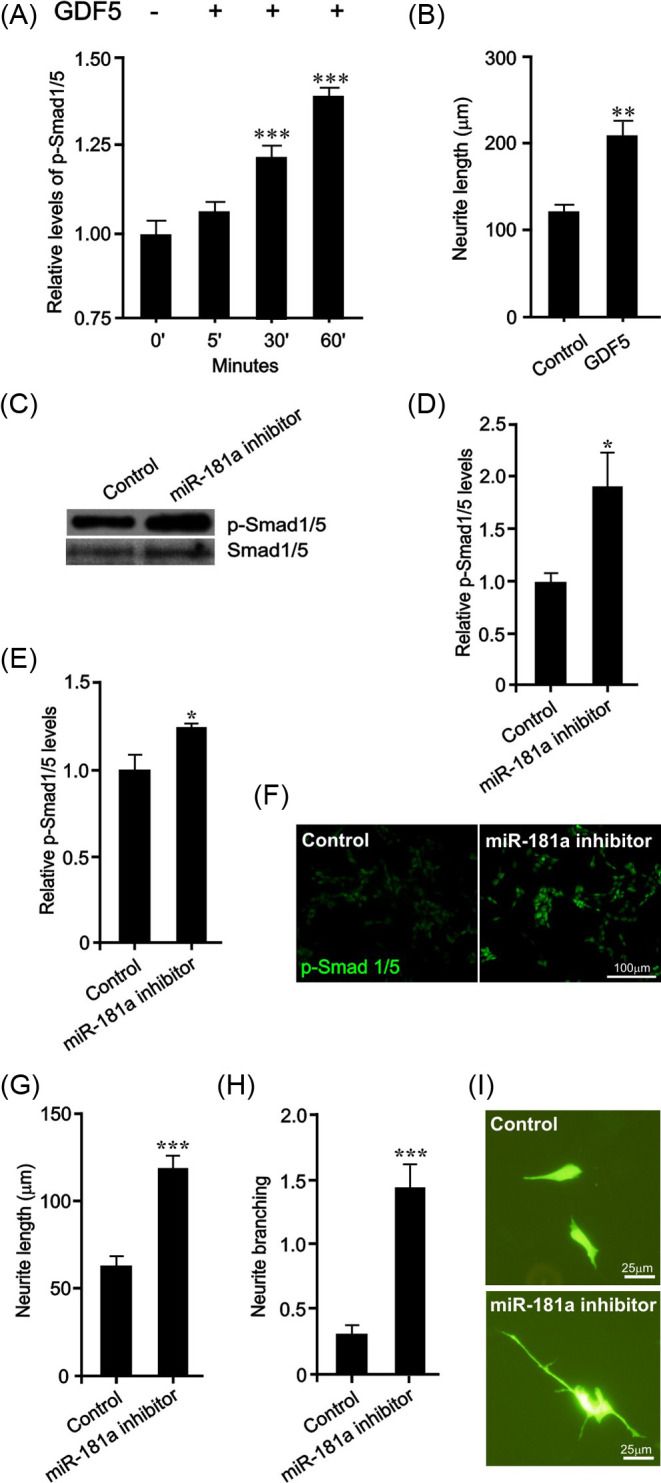 Inhibition of <i>miR-181a</i> promotes midbrain neuronal growth through a Smad1/5-dependent mechanism: implications for Parkinson's disease.